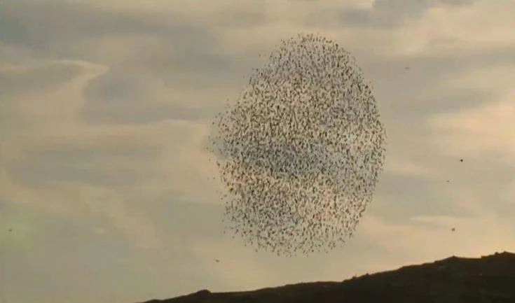 Αποδημητικά ψαρόνια «χορεύουν» πάνω από την έρημο – Ποιος ο λόγος (βίντεο)